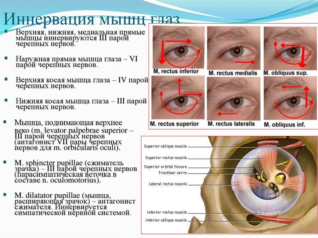 Ресничная мышца глаза функции. Верхнюю косую мышцу глаза иннервирует. Иннервация латеральной прямой мышцы глаза. Иннервация верхней косой мышцы глаза. Верхняя косую мышцу глаза нервирует.