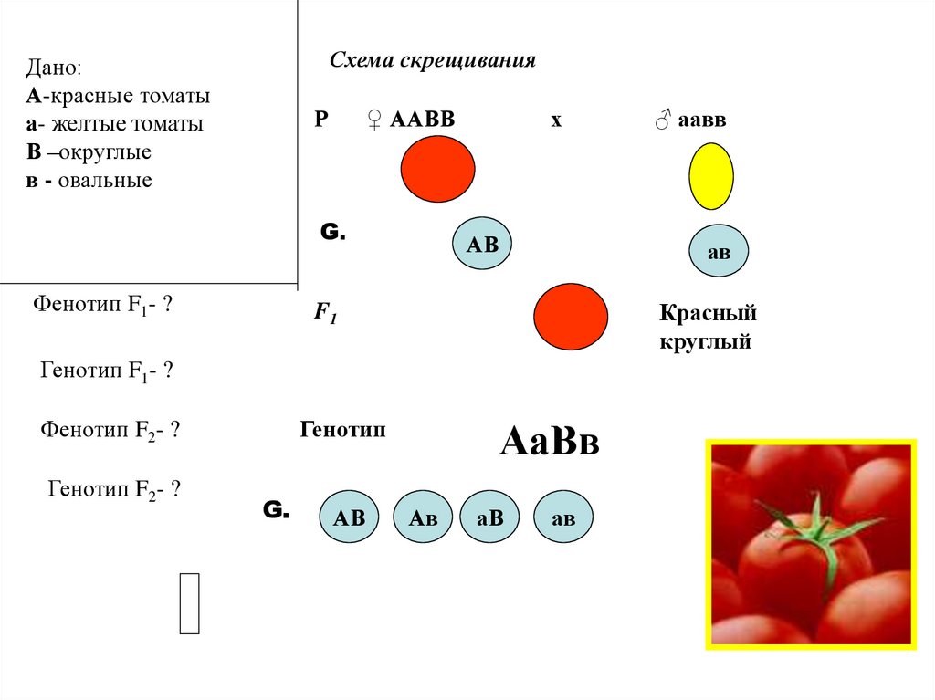 Рассмотрите схемы скрещиваний представленных на рисунке и определите соотношение фенотипов в f2 в