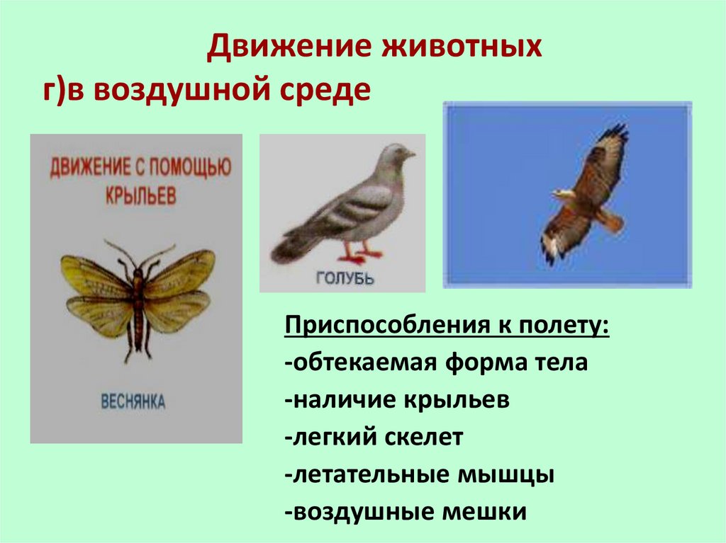 Таблица передвижение животных. Движение животных в воздушной среде. Способ передвижения зверей. Способы движения организмов биология. Приспособление к воздушной среде.