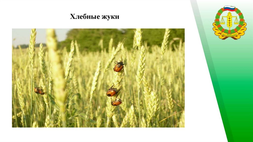 Прогноз развития вредителей и болезней в 2021 году по Республике ...