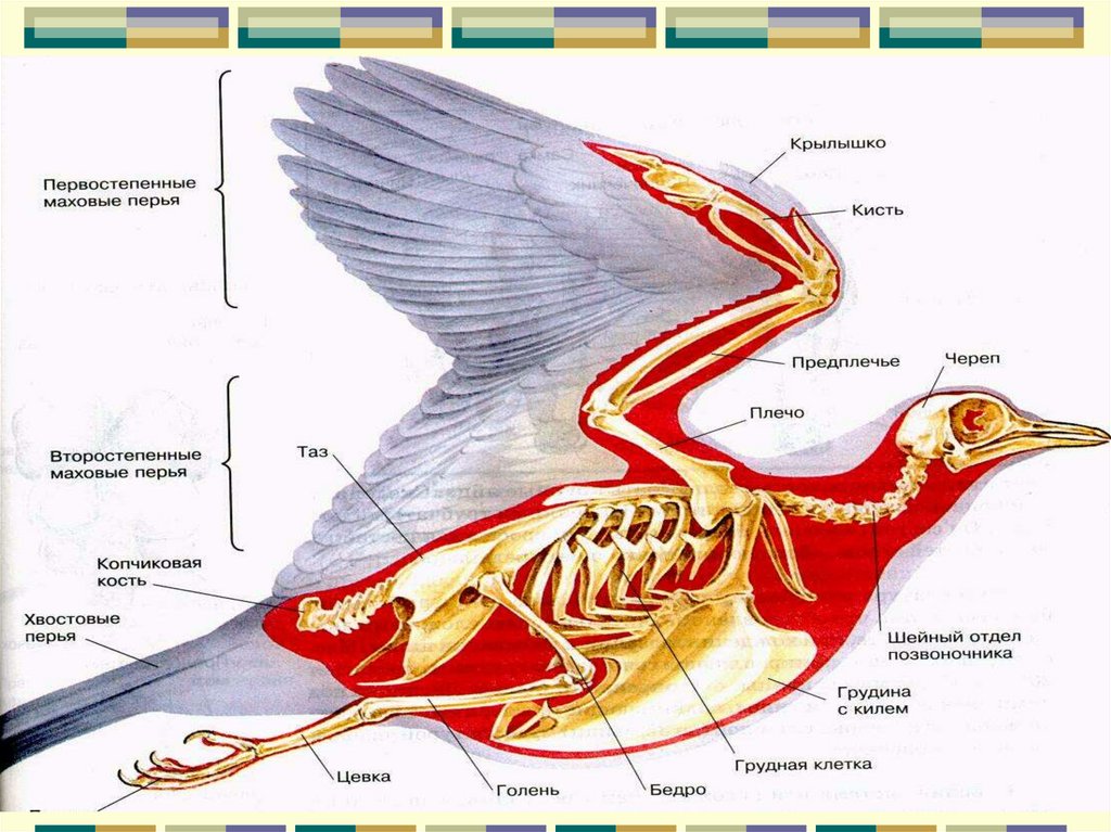 Скелет грудной клетки птицы