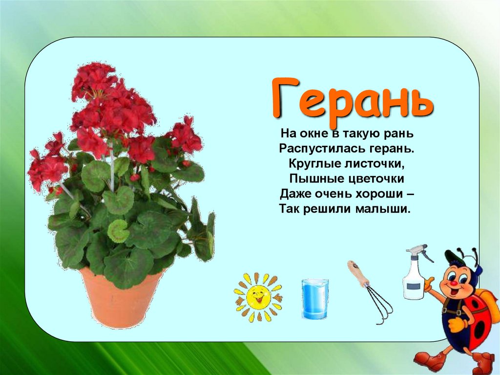 Презентация про домашние растения