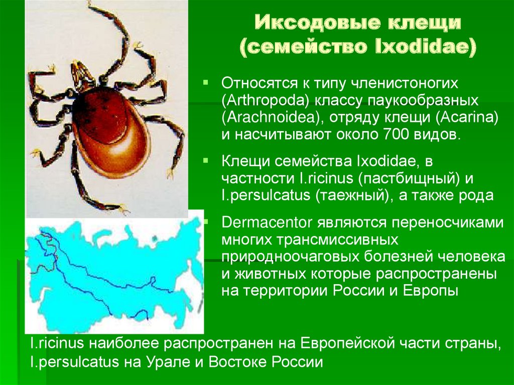 Особенности клещей. Ixodidae иксодовые клещи. Семейство иксодовые клещи (Ixodidae). Иксодовые клещи относятся к классу. Иксодовые клещи общая характеристика.