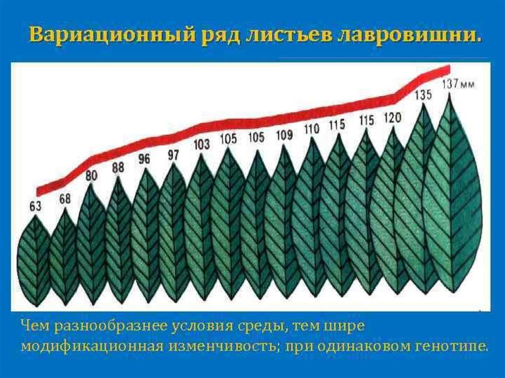 Кривая модификационная изменчивость. Вариационный ряд признака модификационная изменчивость. Модификационная изменчивость ввриационнфй РД. Модификационная изменчивость листьев. Модификационная изменчивость вариационный ряд листьев.