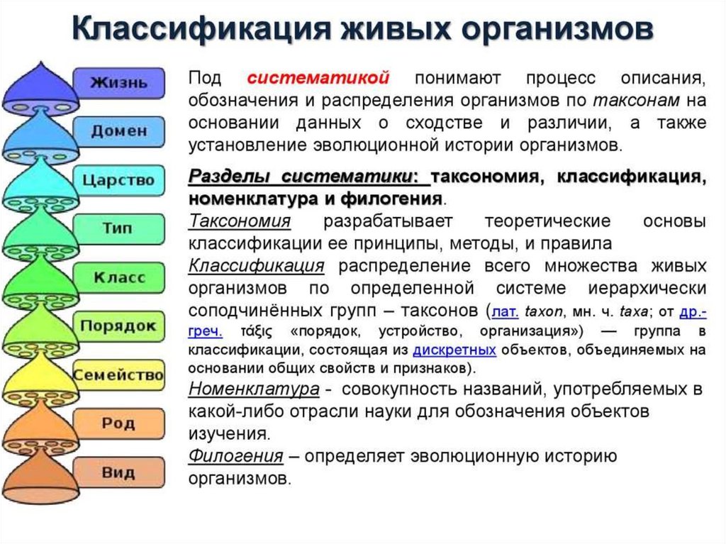 Презентация классификация организмов 11 класс