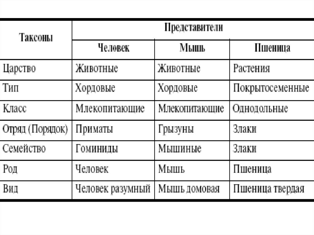 Систематика животных человек