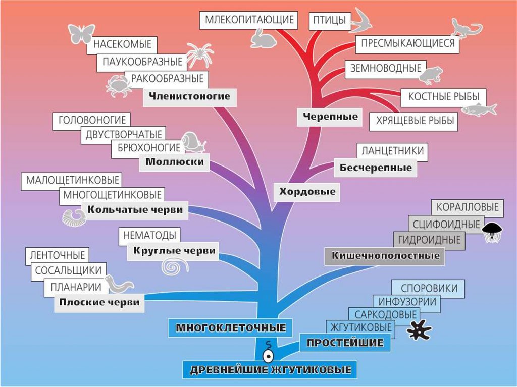 Схема животного мира