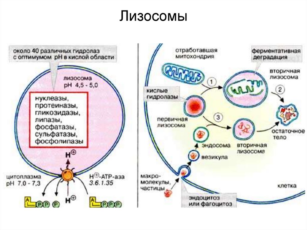 Компоненты лизосом. Схема образования лизосом. Лизосомы классификация и строение. Лизосома процесс. Лизосомы строение.