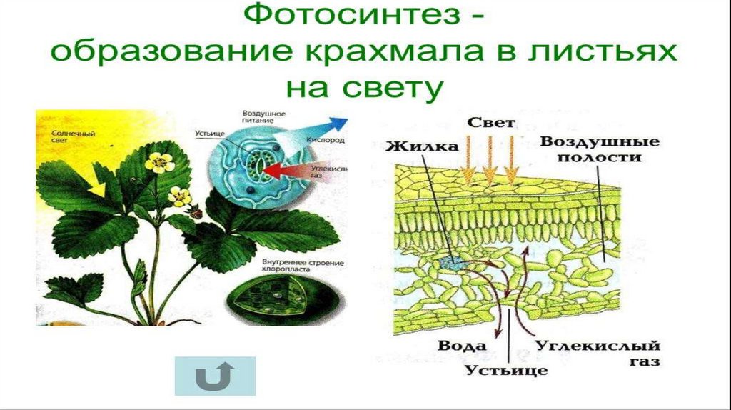 В клетках листа смородины. Строение фотосинтеза. Фотосинтез это в биологии. Фотосинтез схема. Фотосинтез растений.