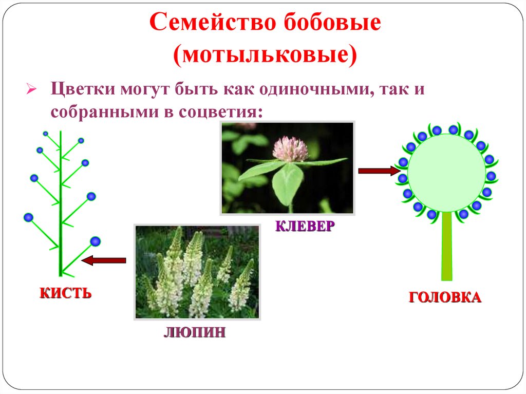 Формула цветка семейства мотыльковые бобовые. Семейство Мотыльковые бобовые формула. Формула цветка мотыльковых растений.