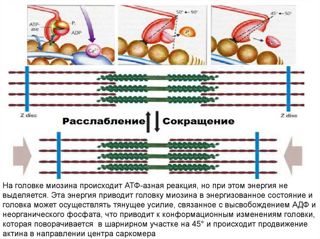 Атф сокращение. Мышечная ткань актин и миозин. Соединение актина и миозина. Взаимодействие актина и миозина. Сокращение мышц актин и миозин.