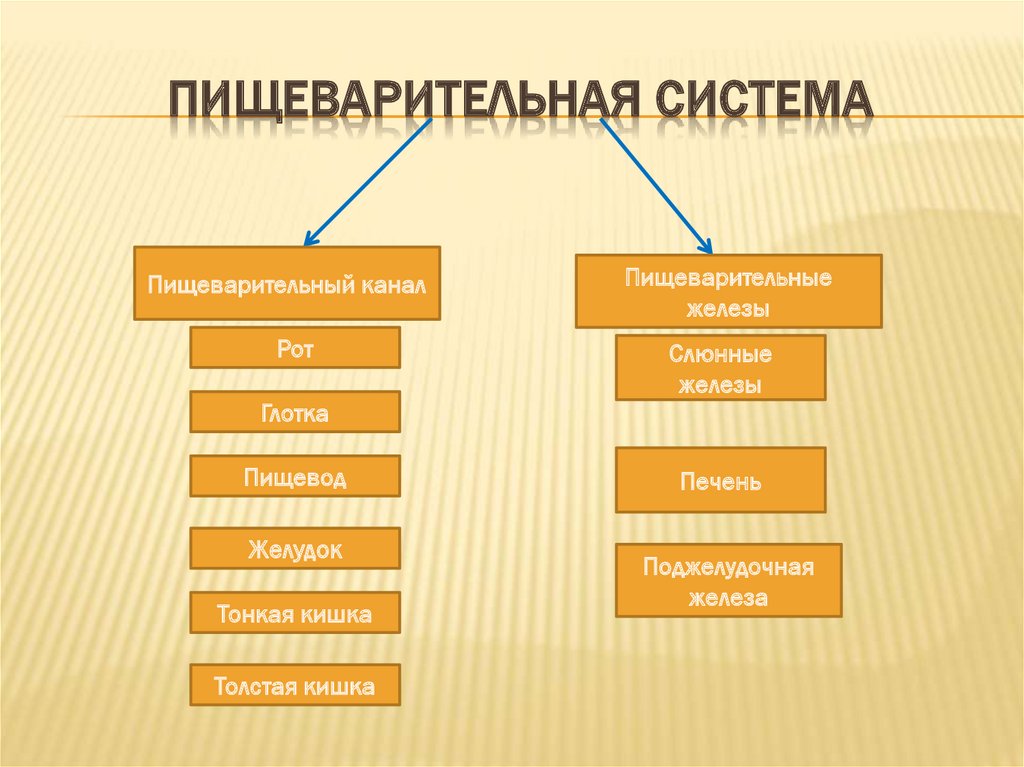 Классификация пищеварительной системы.