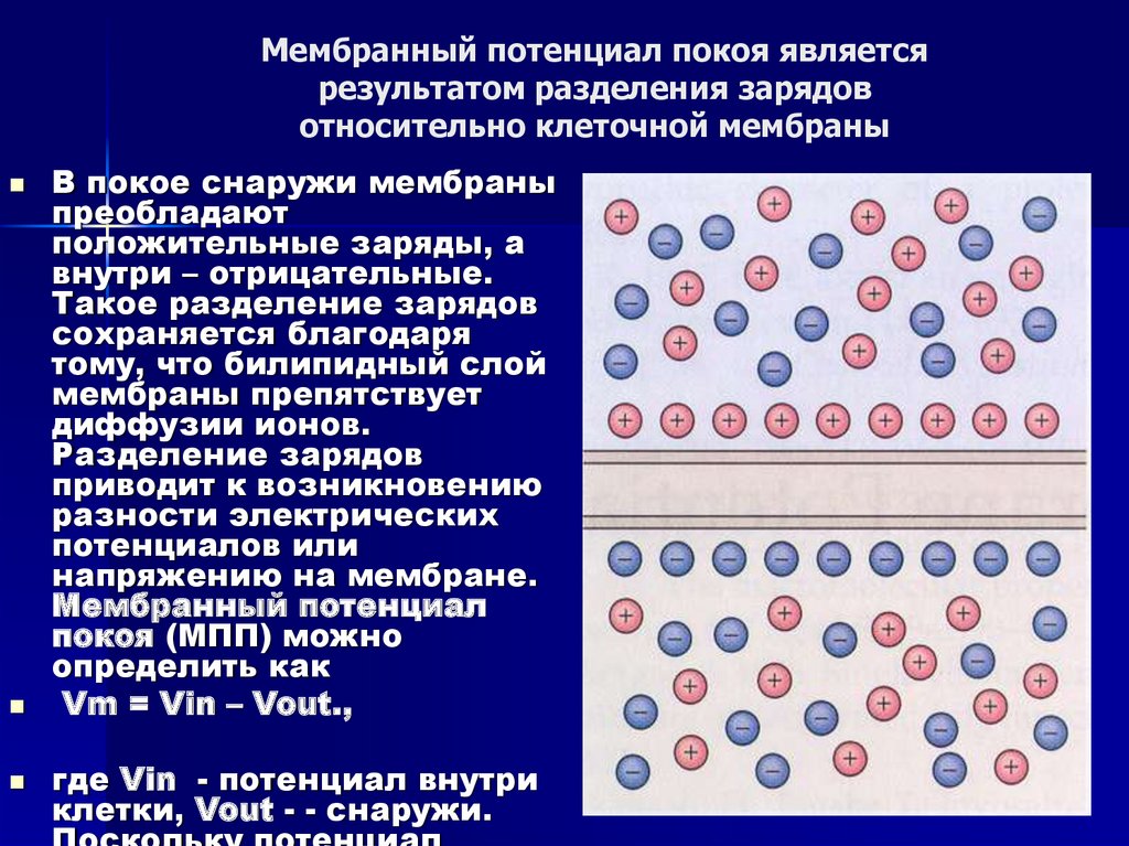 Мембранный потенциал покоя