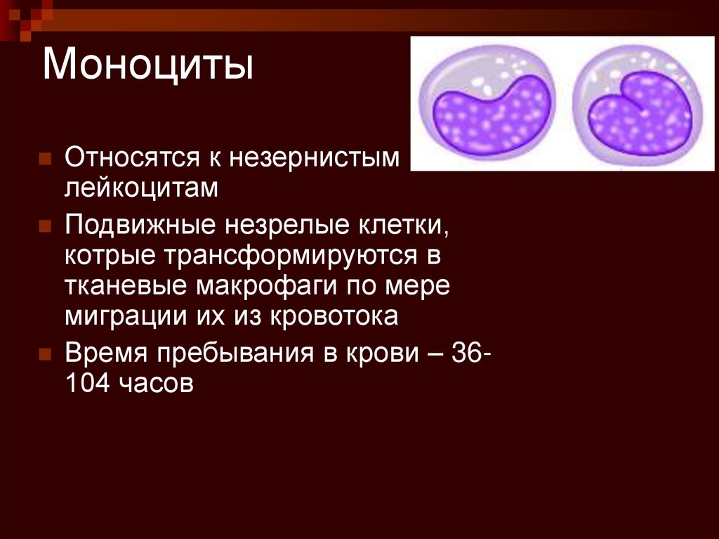 Клетками макрофагами являются. Фагоцитирующие моноциты. Моноциты клетки. Моноциты относятся к. Моноциты в крови.