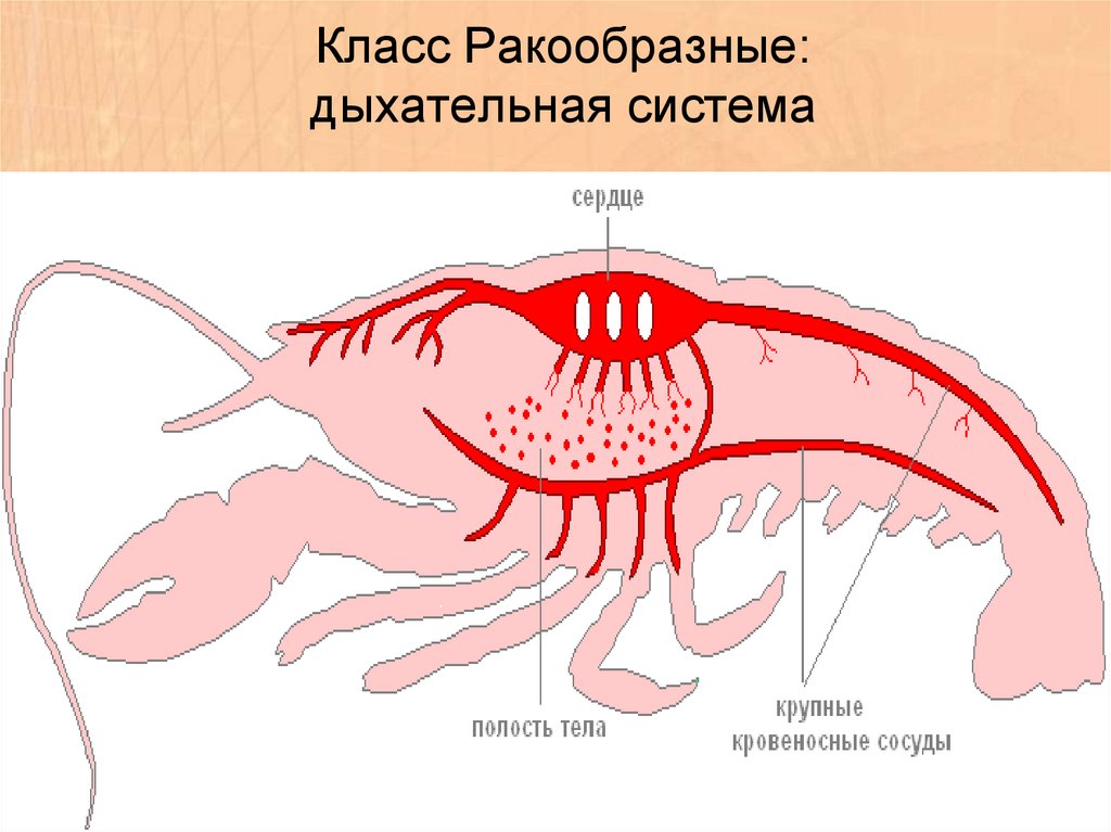 Класс ракообразные органы дыхания. Класс Членистоногие ракообразные дыхательная система. Дыхательная система членистоногих ракообразных. Дыхательная система ракообразных 7 класс. Функции дыхательной системы у ракообразных.