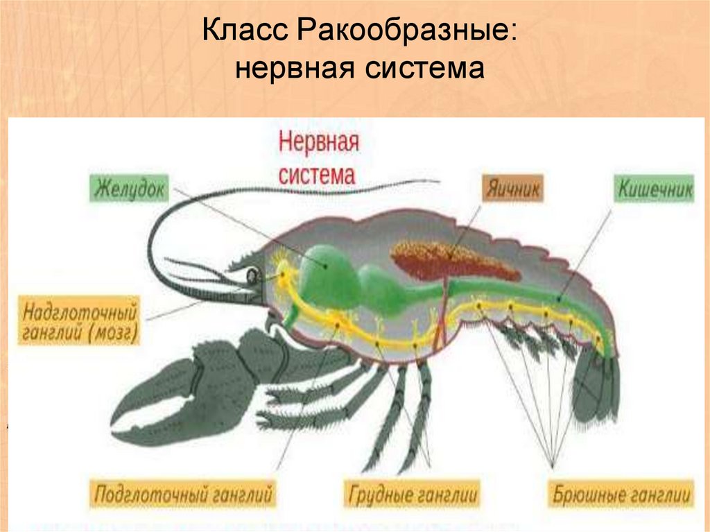 Внешнее строение членистоногих 7 класс