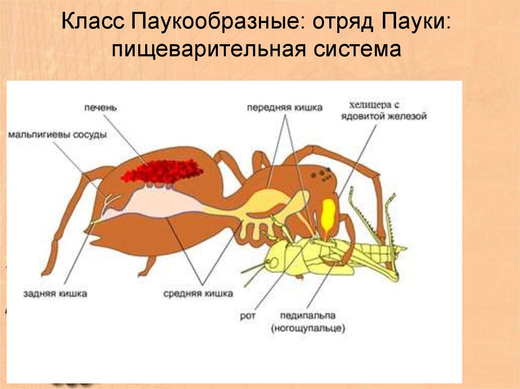 Пищеварительная система паукообразных. Класс паукообразные отряд пауки. Части тела паукообразных. Пищеварительная система членистоногих 7 класс.