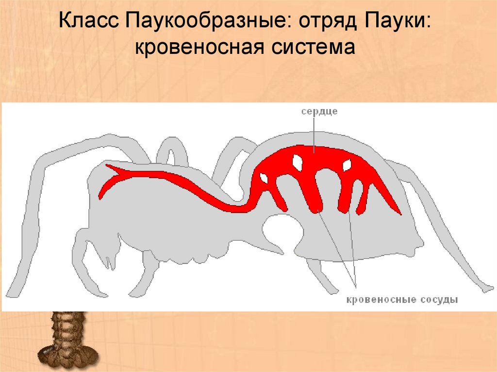 Нервная система паукообразных