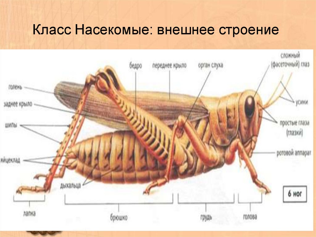 Внешнее строение насекомых 7 класс