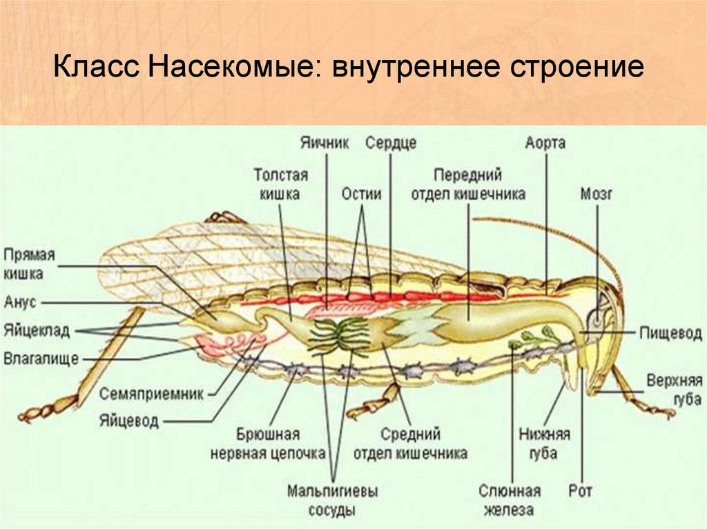 Пищеварительная насекомых. Класс насекомые внутреннее строение. Внутреннее строение клопов. Внутреннее строение комара. Бобоцветные строение.