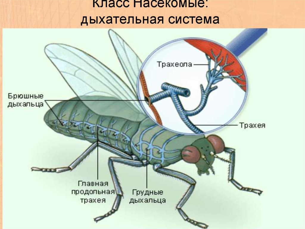 Органы членистоногих. Дыхательная система членистоногих насекомых. Трахейное дыхание у животных. Дыхательная система насекомых кузнечик. Трахейная дыхательная система насекомых.