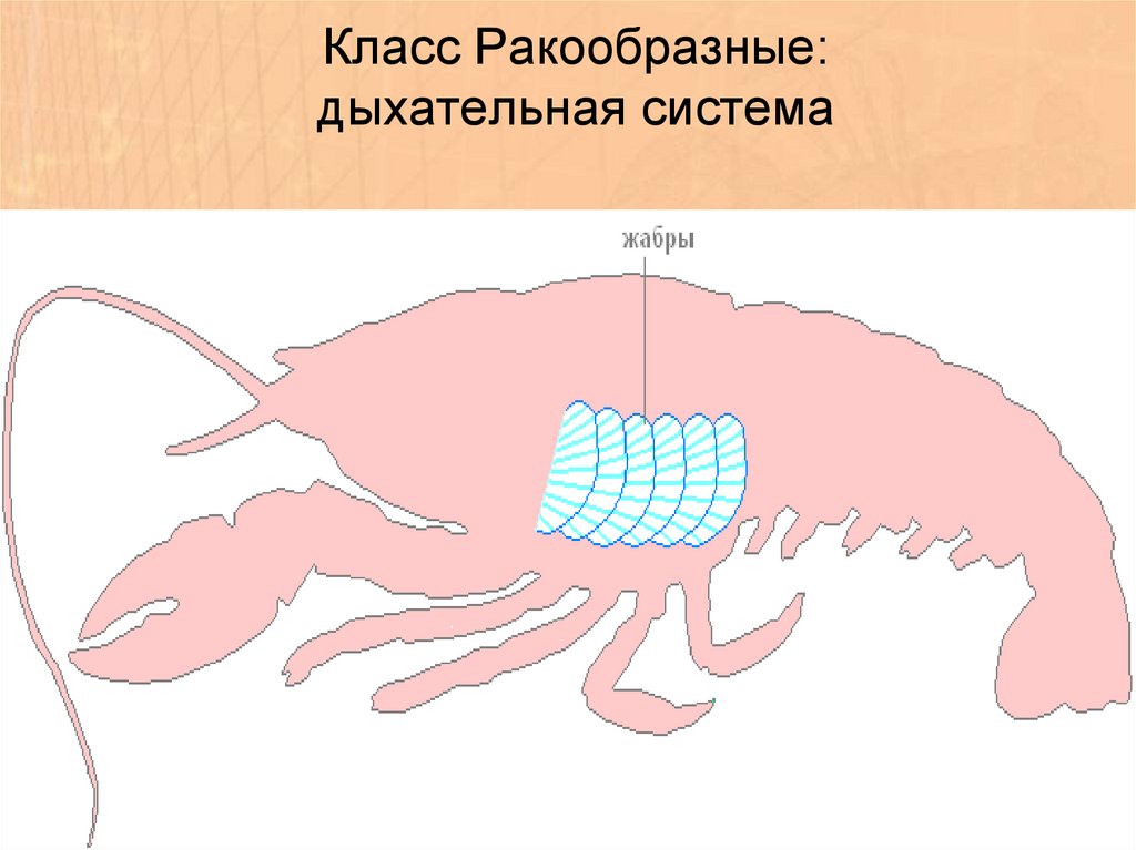 Органы дыхания паукообразных