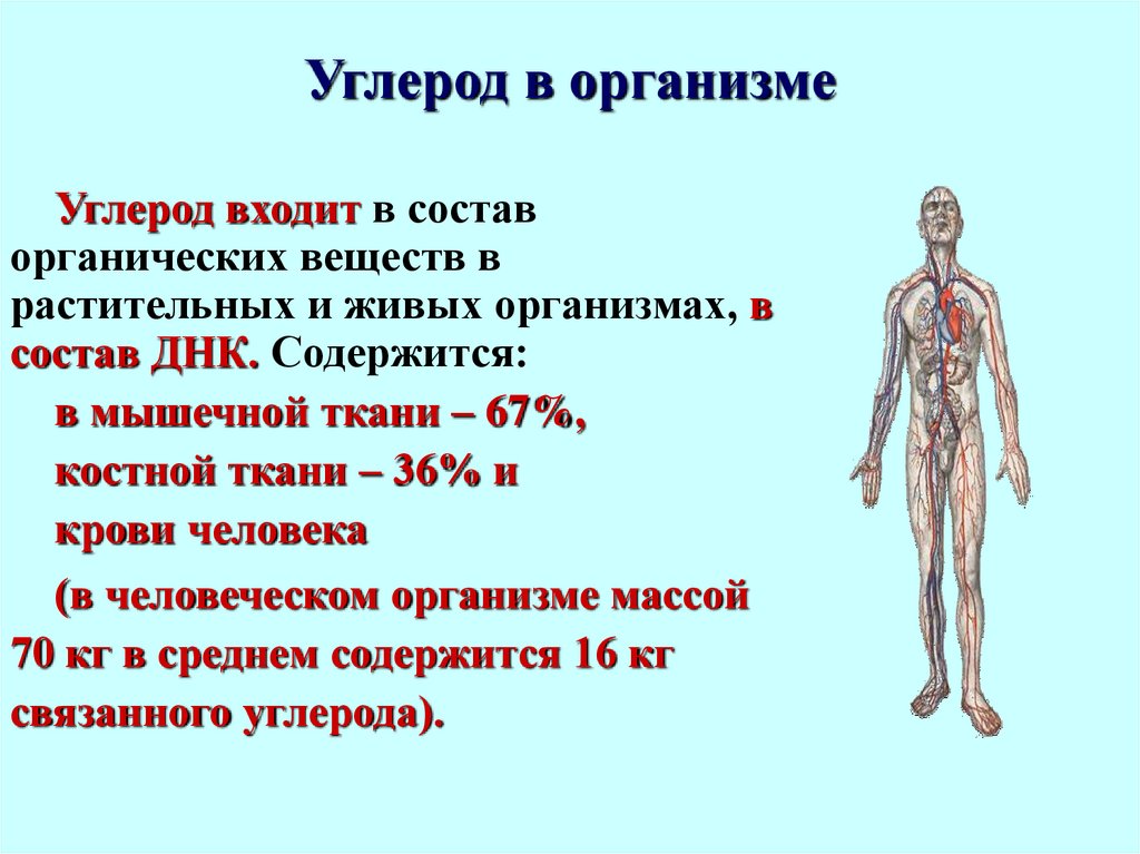 Проект на тему углерод в моем организме