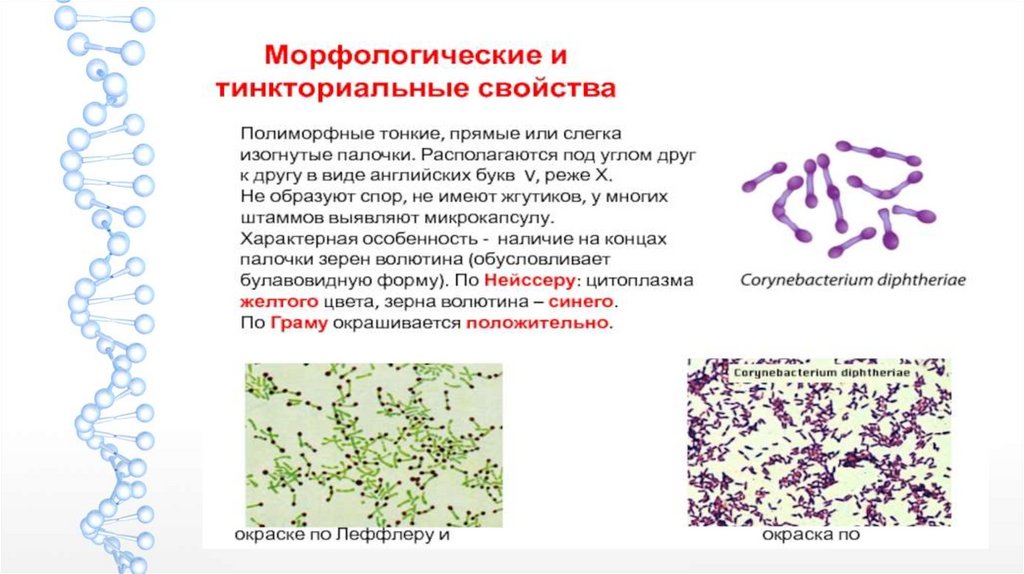 Инвитро коклюш и паракоклюш