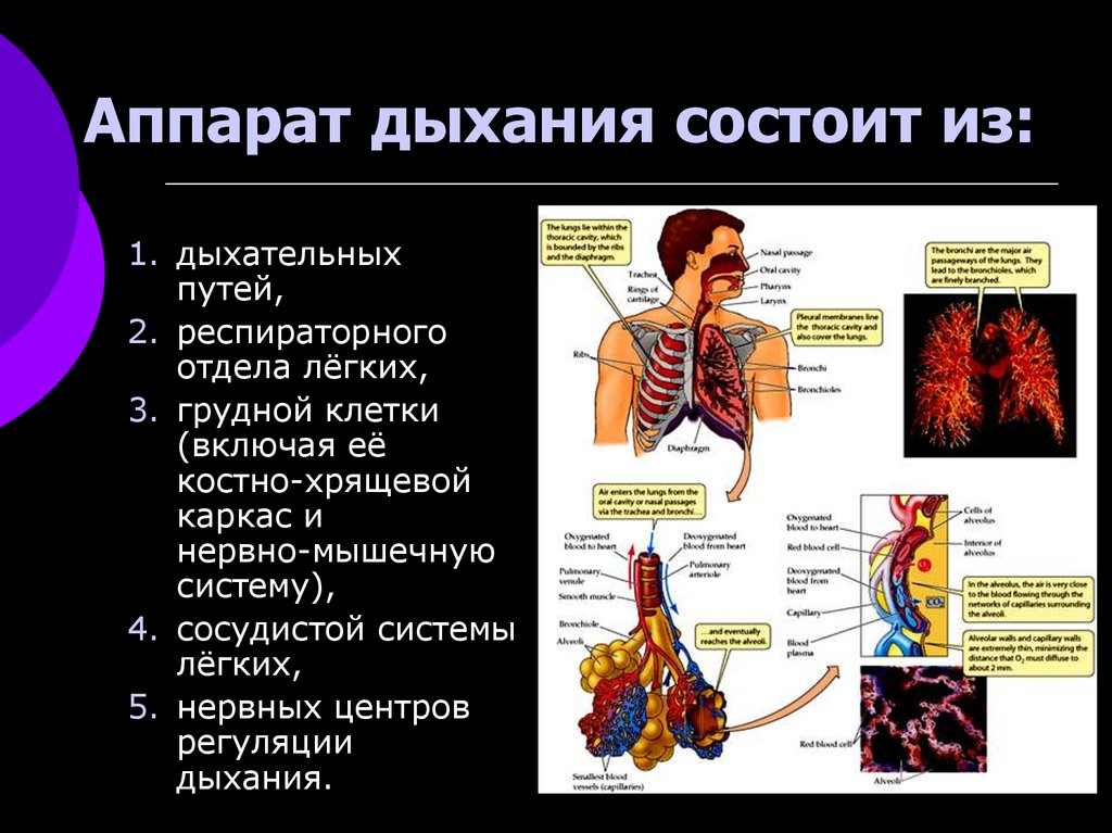 Физиология дыхания презентация