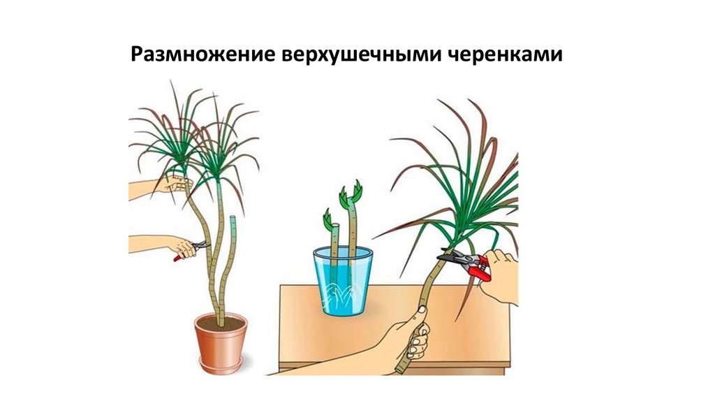 Как размножаются комнатные цветы. Размножение комнатных растений. Способы размножения комнатных растений. Как размножаются комнатные растения для дошкольников. Работа по размножению комнатных растений для детей картинки.