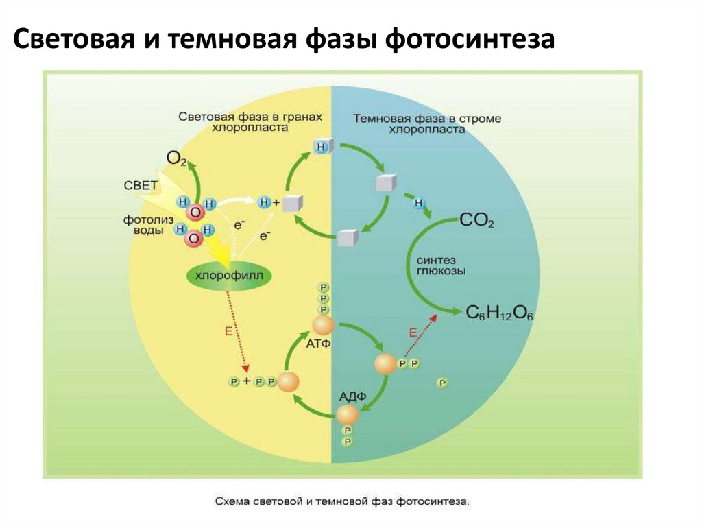 Возникновение фотосинтеза у прокариот. Световая и темновая фаза схема. Фотосинтез схема световая. Световая и темновая фаза фотосинтеза. Фазы фотосинтеза схема.