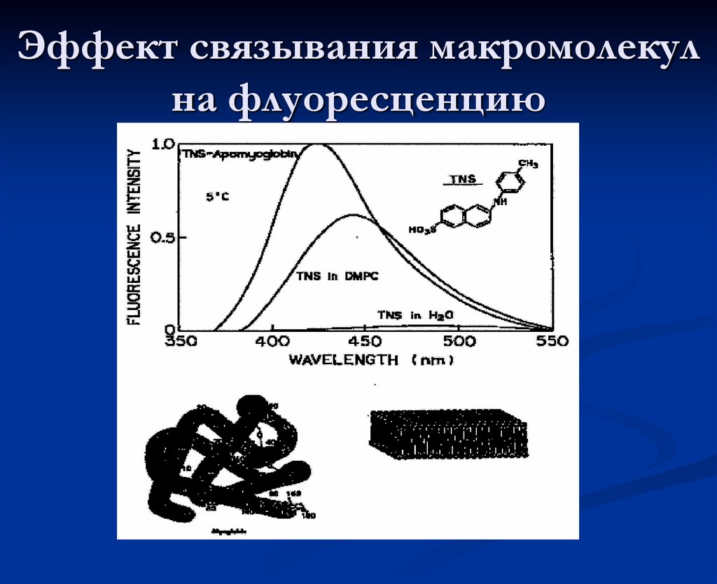 Эффект связывания макромолекул на флуоресценцию