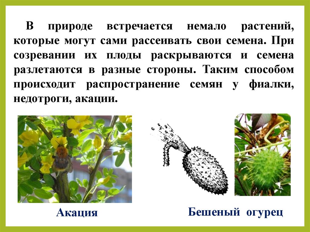Распространение семян огурцов