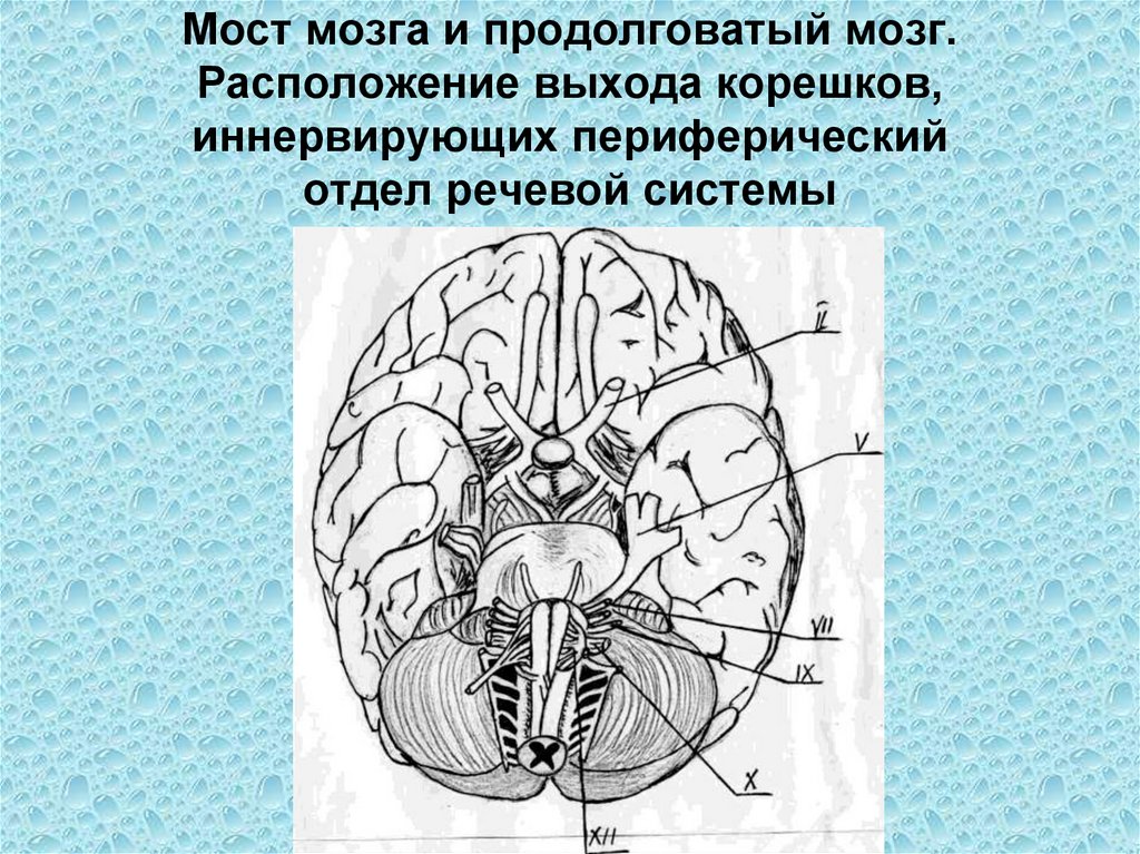 Особенности моста мозга. Мост мозга. Центральный отдел речевой системы. Мост отдел мозга. Мостик в мозгу.