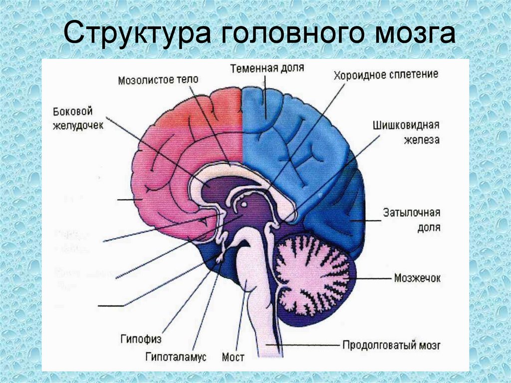 Структура головного мозга включает. Головной мозг структура строение. Строение и функции головного мозга схема. Структура отделов головного мозга схема. Головной мозг строение элементы.