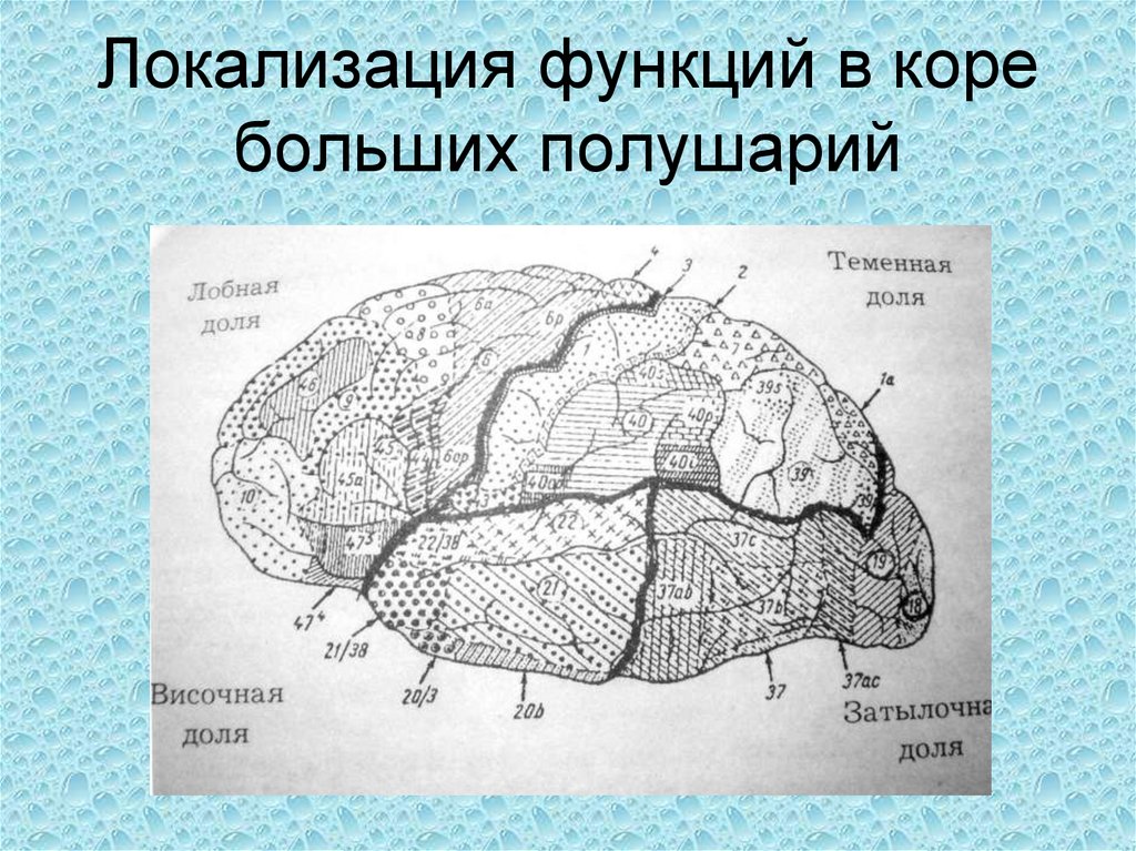 Локализация функций головного. Локализация основных функций в коре головного мозга. Локализация функций в коре полушарий мозга. Локализация функций в коре полушарий. Локализация функций в коре большого мозга.