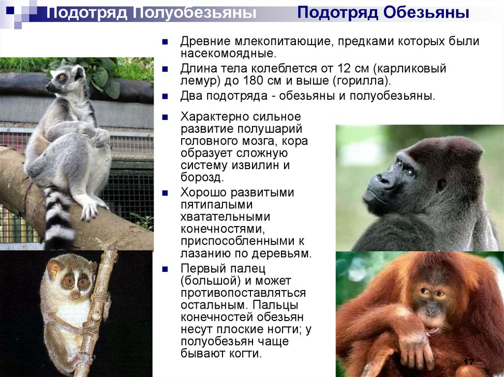 Самостоятельная работа класс млекопитающие. Млекопитающие презентация. Картинки обезьян 7 класс млекопитающие. Класс млекопитающие половая система. Млекопитающие 7 букв.