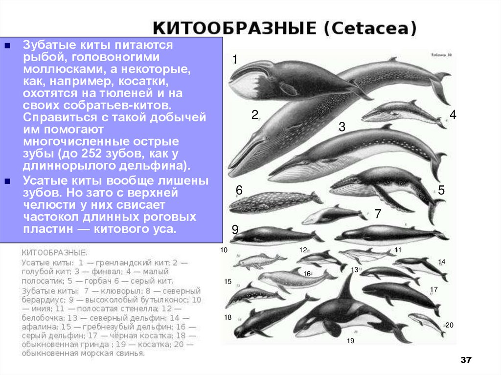 Отряд китообразные картинки