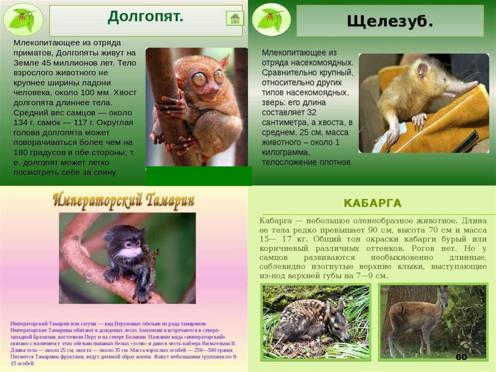 Тест по теме млекопитающие 8. Млекопитающие 5 класс биология. Вывод о классе млекопитающих. Прыгающие млекопитающие презентация. Млекопитающие презентация Пименов.