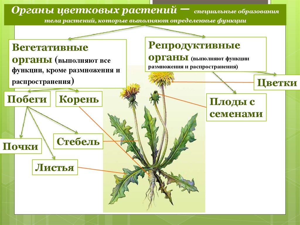 Назовите органов цветковых растений