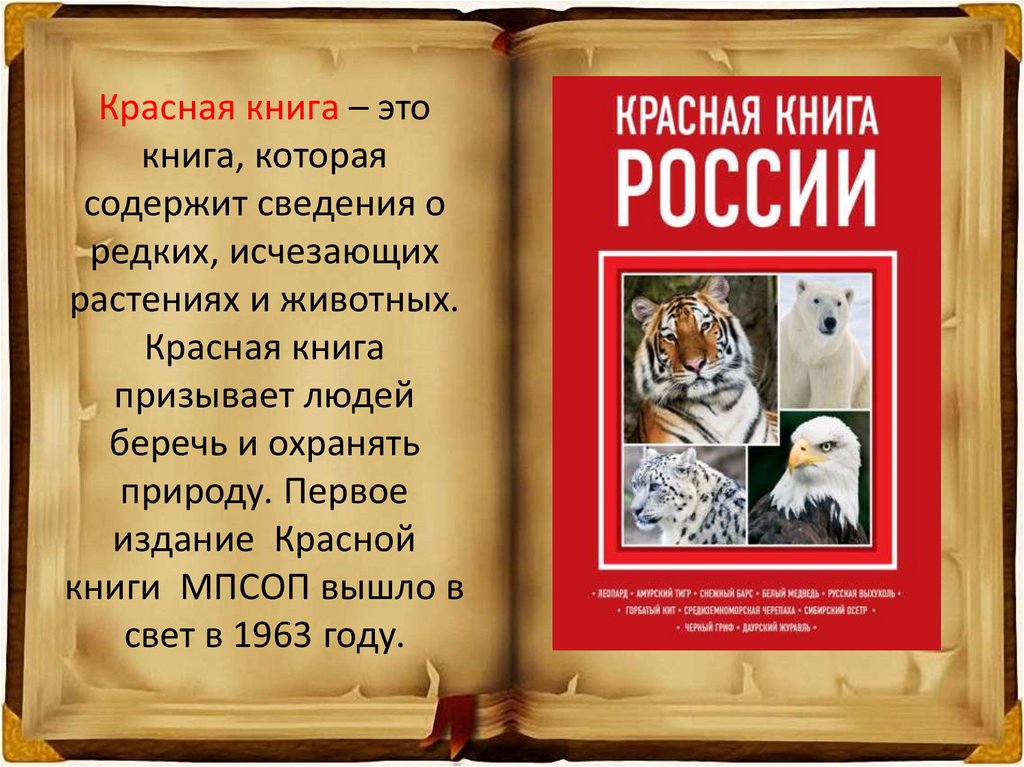 Красная книга это книга которая содержит. Красная книга-это книга которая содержит сведения о редких. Собаки в красной книге. Кот красная книга.