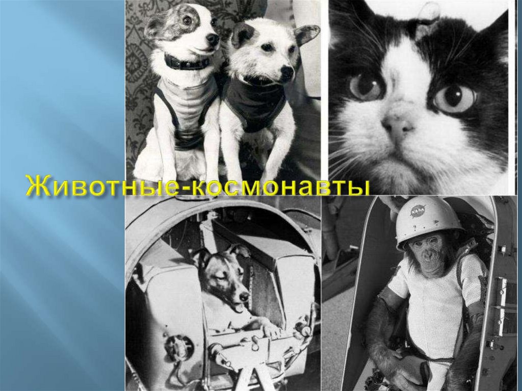 Животные-космонавты