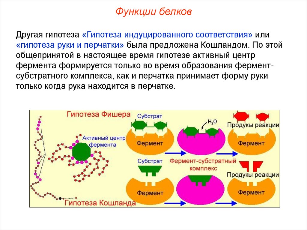 Эволюция белков ферментов. Функции белков презентация. Запасные белки функции. Антибиотики функция белков. Функции белка презентация.