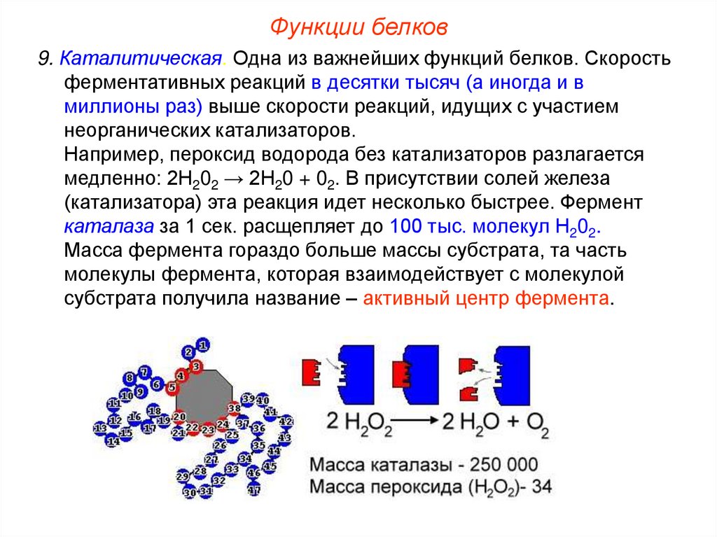 Белок презентация 10 класс