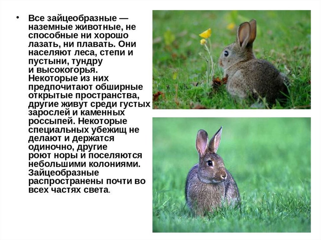 К какому классу относится кролик. Характеристика отряда зайцеобразные. Отряд зайцеобразные Покров. Отряды млекопитающих зайцеобразные. Отряд зайцеобразные кролики.