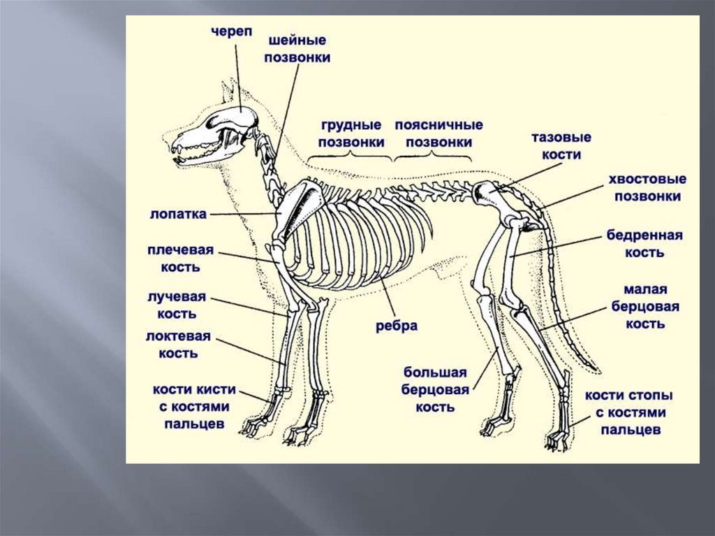 Внутреннее строение млекопитающих рисунок. Скелет млекопитающих схема биология 7 класс. Скелет собаки строение биология. Строение скелета собаки анатомия. Скелет собаки биология 7 класс.