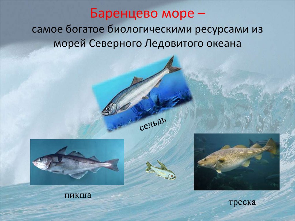 Рыбные моря россии