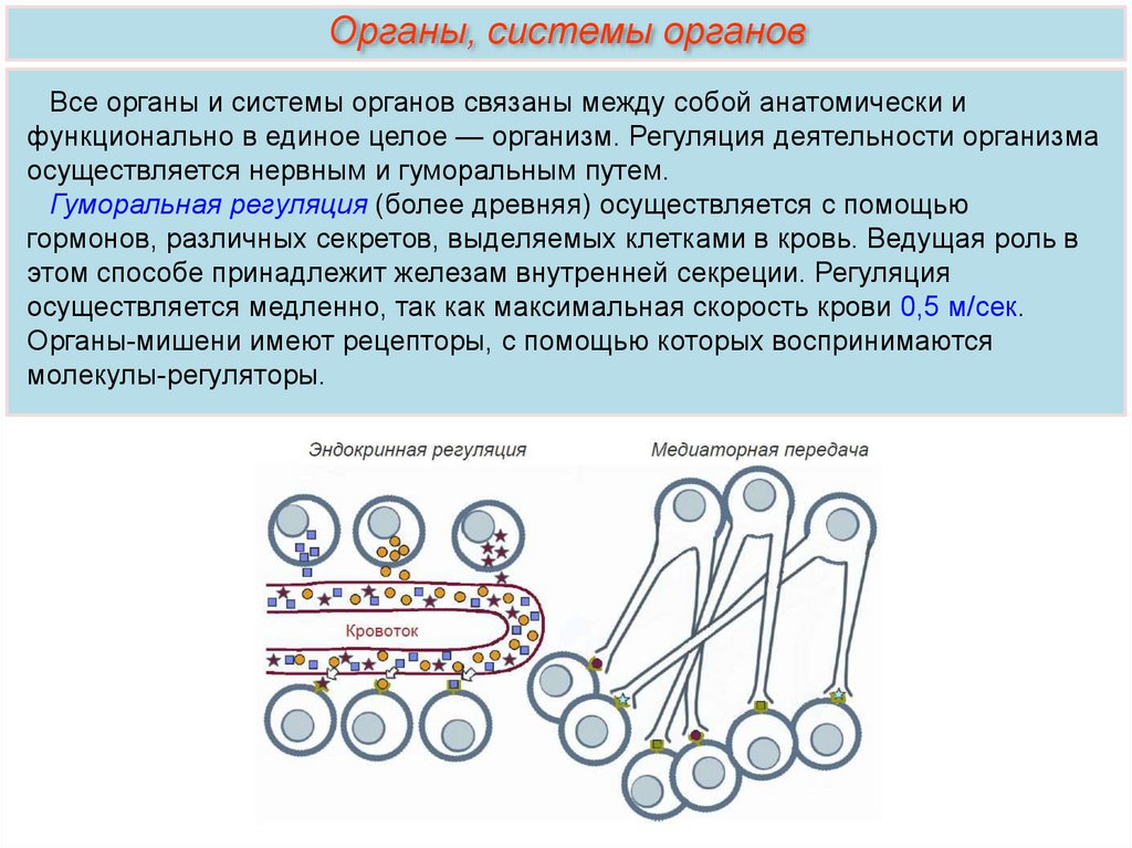 Образом связаны между собой. Как органы связаны между собой. Системы органов связывающие организм между собой. Как связана между собой работа различных систем органов. Ткани органы и регуляция органов.