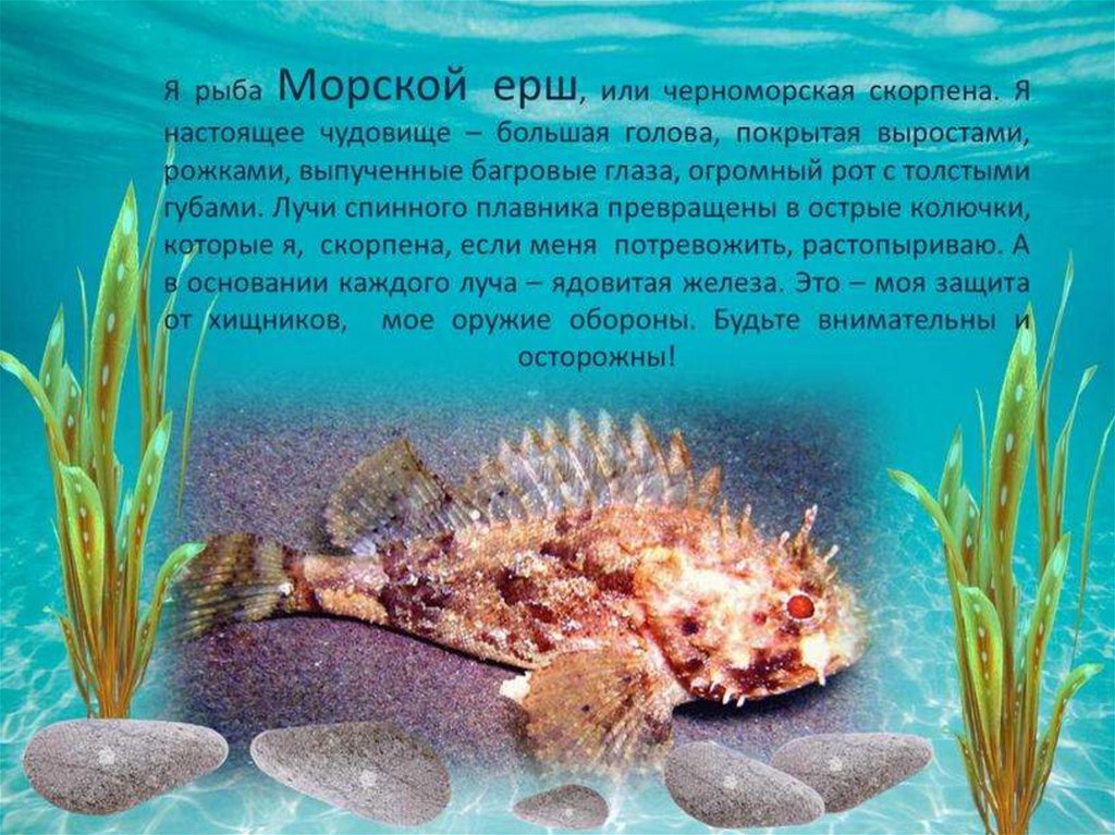 Обитатели черного моря фото с названиями и описанием