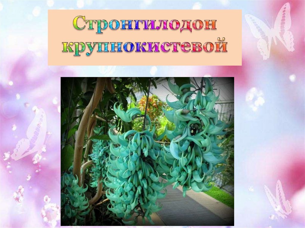 Необычные цветы мира презентация